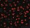 KS3 antibody, NBP1-76865, Novus Biologicals, Immunocytochemistry image 