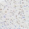 High Mobility Group Nucleosome Binding Domain 1 antibody, 22-035, ProSci, Immunohistochemistry frozen image 