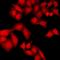 Zinc Finger Protein 346 antibody, LS-C668723, Lifespan Biosciences, Immunofluorescence image 