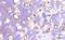 Aggrecan antibody, ab3778, Abcam, Immunohistochemistry paraffin image 