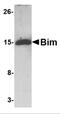 BCL2 Like 11 antibody, PM-4821, ProSci, Western Blot image 