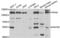 Prolyl 4-Hydroxylase, Transmembrane antibody, abx004699, Abbexa, Western Blot image 