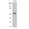 p53 antibody, LS-C385300, Lifespan Biosciences, Western Blot image 