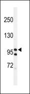 TATA-Box Binding Protein Associated Factor 2 antibody, LS-C161688, Lifespan Biosciences, Western Blot image 