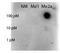 Signal Transducer And Activator Of Transcription 5A antibody, orb345725, Biorbyt, Dot Blot image 
