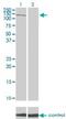 Phosphoinositide-3-Kinase Regulatory Subunit 4 antibody, H00030849-M01, Novus Biologicals, Western Blot image 