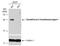 Glutathione S-Transferase Kappa 1 antibody, NBP2-16686, Novus Biologicals, Western Blot image 