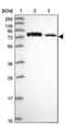 Podocan Like 1 antibody, PA5-60131, Invitrogen Antibodies, Western Blot image 