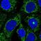 Trimethyllysine Hydroxylase, Epsilon antibody, NBP2-55562, Novus Biologicals, Immunofluorescence image 