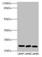 Zinc Ribbon Domain Containing 2 antibody, CSB-PA022722HA01HU, Cusabio, Western Blot image 