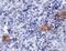 Toll Like Receptor 3 antibody, A00197-2, Boster Biological Technology, Immunohistochemistry paraffin image 