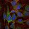 Nuclear Factor Kappa B Subunit 1 antibody, NBP2-22178, Novus Biologicals, Immunocytochemistry image 
