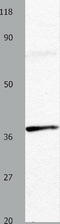 Adenosine receptor A3 antibody, TA321175, Origene, Western Blot image 
