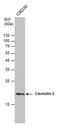 Caveolin 2 antibody, PA5-21927, Invitrogen Antibodies, Western Blot image 