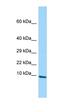 Plasminogen Like B2 antibody, orb326590, Biorbyt, Western Blot image 