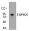 G Protein-Coupled Receptor 20 antibody, PA3-068, Invitrogen Antibodies, Western Blot image 