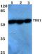 Serine Incorporator 3 antibody, PA5-36194, Invitrogen Antibodies, Western Blot image 