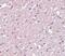 Transmembrane Protein 184A antibody, PA5-20931, Invitrogen Antibodies, Immunohistochemistry frozen image 