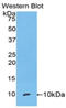 Secretoglobin Family 1A Member 1 antibody, LS-C301796, Lifespan Biosciences, Western Blot image 