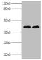 Glycosyltransferase 8 Domain Containing 2 antibody, LS-C285512, Lifespan Biosciences, Western Blot image 