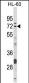 Deltex E3 Ubiquitin Ligase 4 antibody, PA5-49652, Invitrogen Antibodies, Western Blot image 