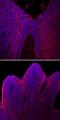 Slit homolog 2 protein antibody, AF5444, R&D Systems, Immunohistochemistry frozen image 