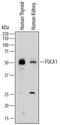 Alpha-L-Fucosidase 1 antibody, PA5-47894, Invitrogen Antibodies, Western Blot image 