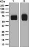 CD55 Molecule (Cromer Blood Group) antibody, ab133684, Abcam, Western Blot image 