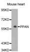 Peter Pan Homolog antibody, abx004604, Abbexa, Western Blot image 