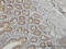 N-myc-interactor antibody, LS-C133103, Lifespan Biosciences, Immunohistochemistry paraffin image 