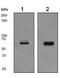 Nuclear Receptor Subfamily 4 Group A Member 1 antibody, ab109180, Abcam, Western Blot image 