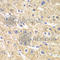 Acyl-CoA Dehydrogenase Short Chain antibody, A7230, ABclonal Technology, Immunohistochemistry paraffin image 