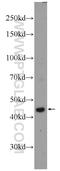 Ribosomal RNA Processing 7 Homolog A antibody, 24490-1-AP, Proteintech Group, Western Blot image 