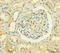 Transmembrane Protein 82 antibody, LS-C394840, Lifespan Biosciences, Immunohistochemistry paraffin image 