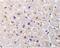 TNF Receptor Superfamily Member 6b antibody, PA5-19924, Invitrogen Antibodies, Immunohistochemistry paraffin image 