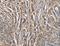 ABI Family Member 3 Binding Protein antibody, LS-C401417, Lifespan Biosciences, Immunohistochemistry paraffin image 