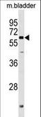 Phosphoglucomutase 2 Like 1 antibody, LS-C158581, Lifespan Biosciences, Western Blot image 