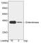 Transmembrane Serine Protease 15 antibody, LS-C51639, Lifespan Biosciences, Western Blot image 