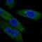 EBP Like antibody, NBP2-13943, Novus Biologicals, Immunofluorescence image 