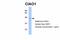 Cytosolic Iron-Sulfur Assembly Component 1 antibody, 25-201, ProSci, Western Blot image 