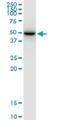 Solute Carrier Family 25 Member 24 antibody, H00029957-B01P, Novus Biologicals, Western Blot image 