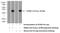 Leucine Zipper And EF-Hand Containing Transmembrane Protein 2 antibody, 17180-1-AP, Proteintech Group, Western Blot image 