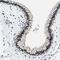 Small RNA Binding Exonuclease Protection Factor La antibody, NBP1-82851, Novus Biologicals, Immunohistochemistry paraffin image 