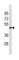 TATA-Box Binding Protein Associated Factor 7 Like antibody, abx034702, Abbexa, Western Blot image 
