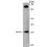 NADH:Ubiquinone Oxidoreductase Subunit A13 antibody, A05981-1, Boster Biological Technology, Western Blot image 