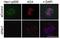 NDC80 Kinetochore Complex Component antibody, GTX70017, GeneTex, Immunofluorescence image 