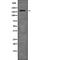 Zinc Finger MYM-Type Containing 4 antibody, abx219457, Abbexa, Western Blot image 