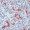CF Transmembrane Conductance Regulator antibody, LS-C87636, Lifespan Biosciences, Immunohistochemistry frozen image 