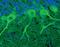 Huntingtin antibody, PA5-17247, Invitrogen Antibodies, Immunofluorescence image 