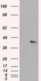 MCL1 Apoptosis Regulator, BCL2 Family Member antibody, TA500989, Origene, Western Blot image 